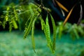 Acacia tree planted in Thailand