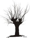 Acacia, tree pruning - vector illustration