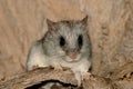 (Acacia) tree rat Royalty Free Stock Photo