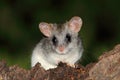 Acacia tree rat Royalty Free Stock Photo