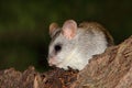Acacia tree rat Royalty Free Stock Photo