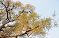 An acacia tree in the late afternoon sun Royalty Free Stock Photo