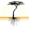 Acacia tree with a root