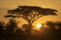 Acacia tree in safari of Serengeti National Park of Tanzania with beautiful sunrise in background. Wild nature of Africa Royalty Free Stock Photo