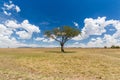 Acacia tree in savannah at africa Royalty Free Stock Photo