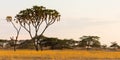 Acacia tree in savannah at africa Royalty Free Stock Photo