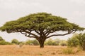 Acacia tree in Savannah Zimbabwe, South Africa Royalty Free Stock Photo
