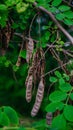 Acacia tree. Acacia seeds close up Royalty Free Stock Photo