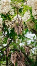Acacia tree. Acacia seeds and white flowers close up Royalty Free Stock Photo