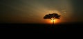 Acacia tree silhouette Royalty Free Stock Photo