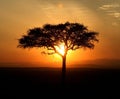Acacia tree silhouette Royalty Free Stock Photo