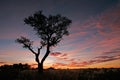 Acacia tree silhouette, Namibia Royalty Free Stock Photo