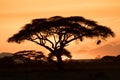 Acacia tree silhouetted by the sunset Royalty Free Stock Photo