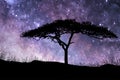 Acacia Tree standing silhouetted against the Milky Way