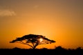 Acacia Tree at Sunrise Royalty Free Stock Photo