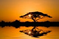 Acacia Tree at Sunrise Royalty Free Stock Photo