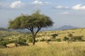 Acacia Tree at sunset at Lewa Conservancy, Kenya, Africa Royalty Free Stock Photo