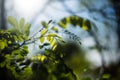 Acacia tree, in sunset light