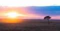 Acacia tree at sunset, Masai Mara Royalty Free Stock Photo