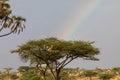 Acacia tree at sunset with a rainbow, Etosha national park, Namibia, Africa