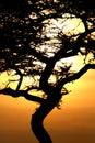 Acacia Tree Sunset, Serengeti, Africa Royalty Free Stock Photo