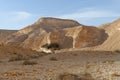 Acacia tree under the hill in the rocky desert at sunset Royalty Free Stock Photo