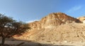 Acacia tree under the mountain in the desert at sunset