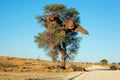 Acacia tree and weaver nest Royalty Free Stock Photo