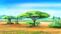 Acacia Trees in African bush