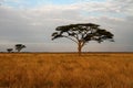 Acacia trees and the African Savannah
