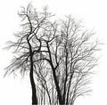 Acacia trees - black and white drawing