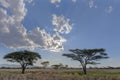 Acacia trees in the bush veld