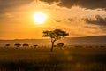 Acacia trees in front of the sunset in the Masai Mara Royalty Free Stock Photo