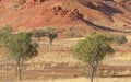 Acacia trees with Lilleyvale Hills in background