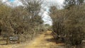 Acacia trees