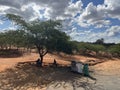 Acacia trees along Nairobi Mombasa highway Kenya, Africa Royalty Free Stock Photo