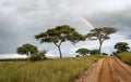 Acacia trees with rainbow Royalty Free Stock Photo