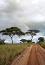 Acacia trees with rainbow Royalty Free Stock Photo