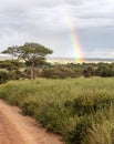 Acacia trees with rainbow Royalty Free Stock Photo