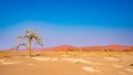 Acacia trees and sand dunes at Sossusvlei, Namib Naukluft National Park, Namib desert, scenic travel destination in Namibia, Afric Royalty Free Stock Photo