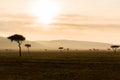 Acacia trees in savannah at africa Royalty Free Stock Photo