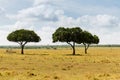 Acacia trees in savannah at africa Royalty Free Stock Photo