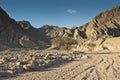 Acacia trees in the Sinai desert.