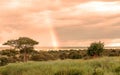 Acacia trees in Tanzania Royalty Free Stock Photo