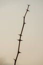Acacia twig with thorns and no leaves Royalty Free Stock Photo