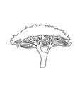 Acacia umbrella tree one line art. Continuous line drawing of plants, flora, deciduous tree, crown, african trees