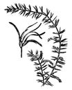 Acacia Verticillata vintage illustration