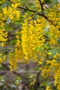Acacia yellow flowers on a branch. Caragana arborescens Royalty Free Stock Photo
