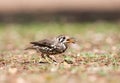 Acacialijster, Groundscraper Thrush, Psophocichla litsitsirupa Royalty Free Stock Photo