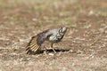 Acacialijster, Groundscraper Thrush, Psophocichla litsitsirupa Royalty Free Stock Photo